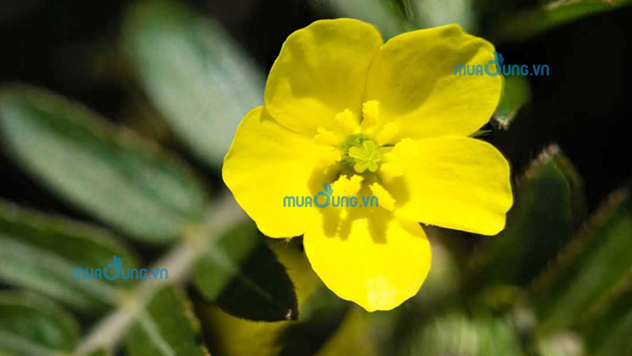 bạch tật lê