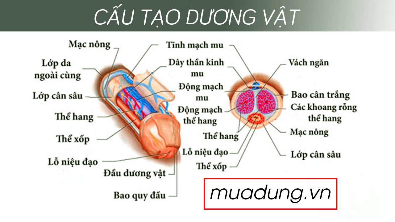 cấu tạo dương vật