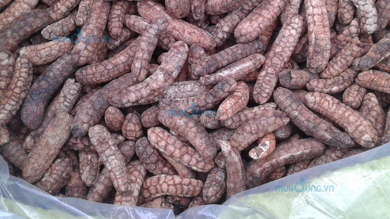 chuối hột rừng