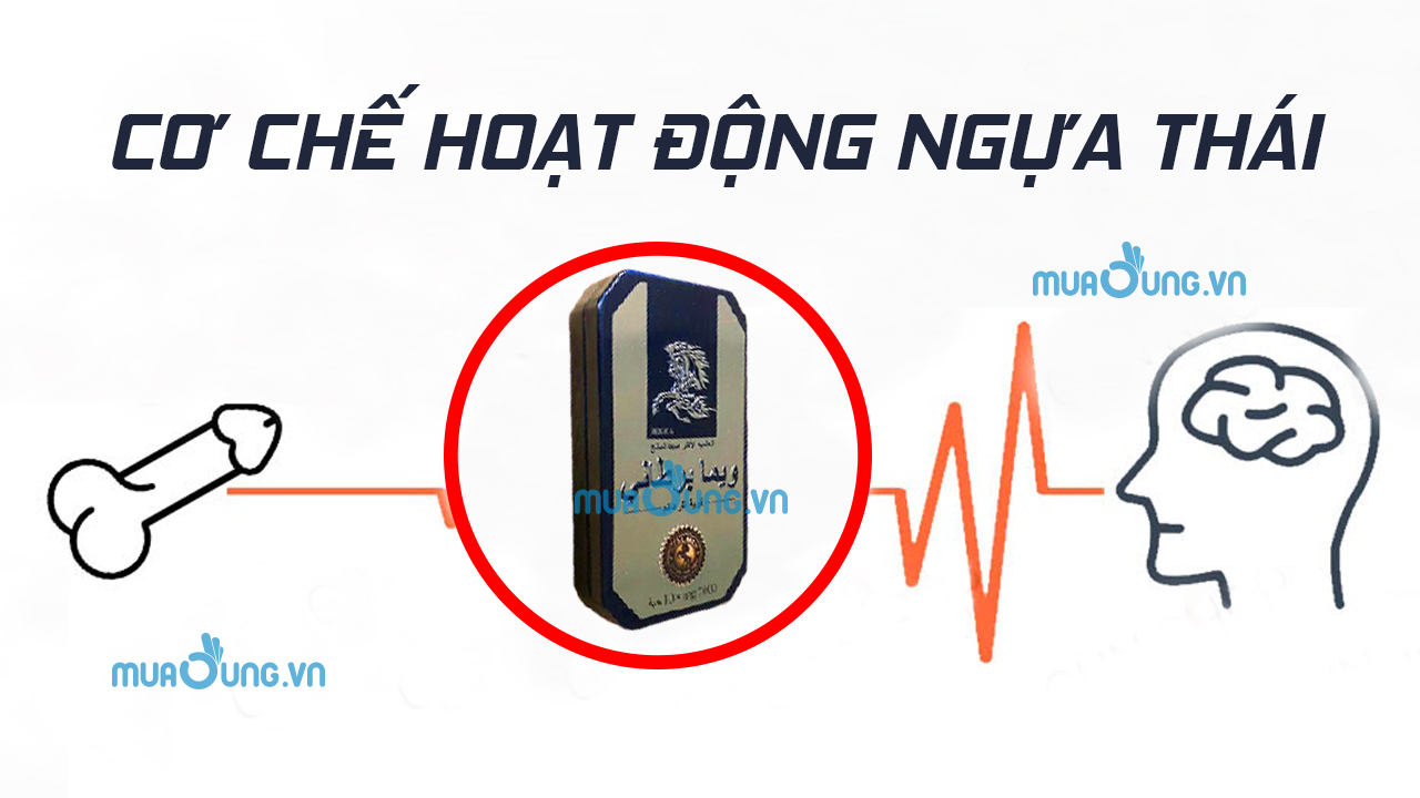cơ chế ngựa thái