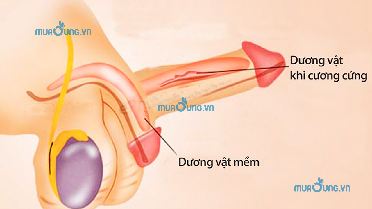 CỨNG
