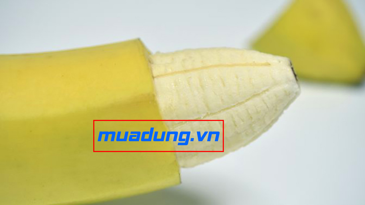 cấu trúc dương vật