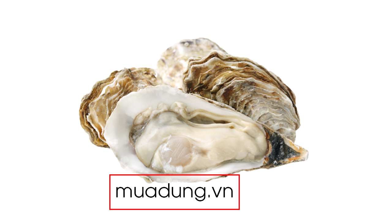 hàu