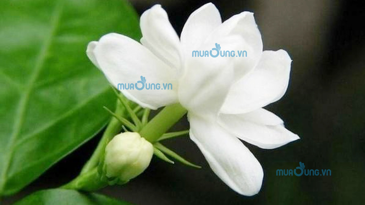 hoa nhài