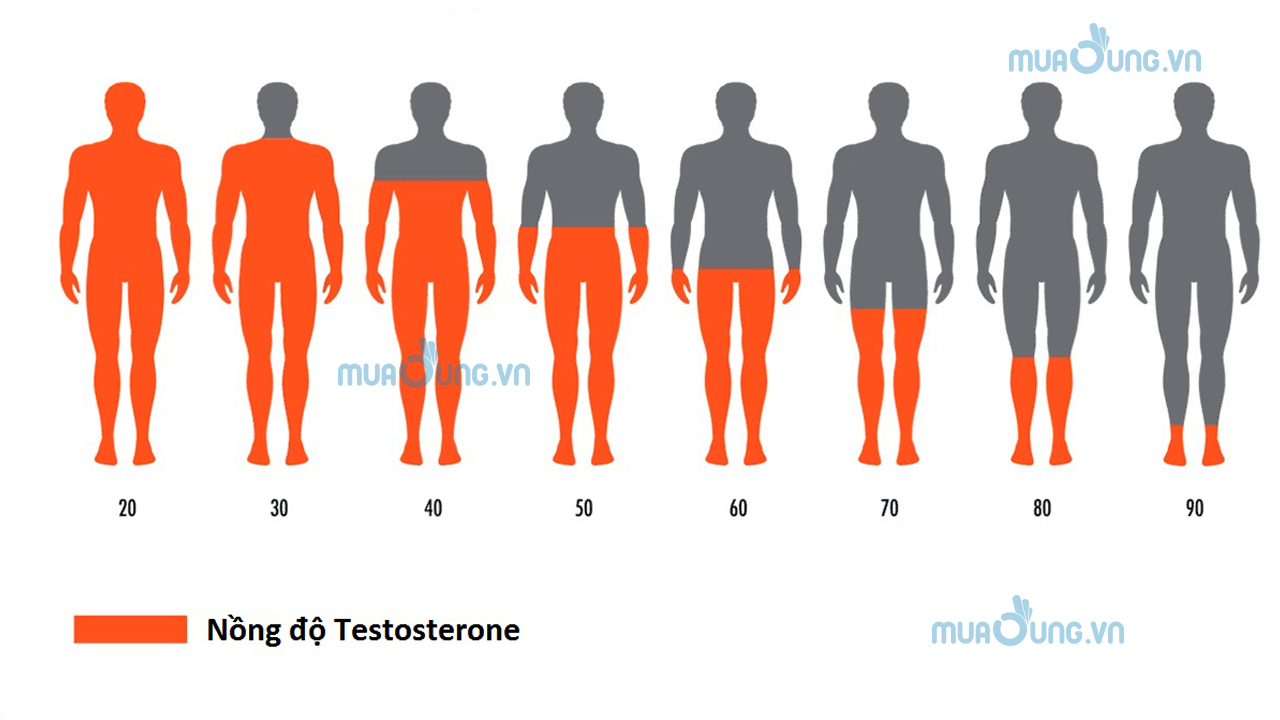 hormone nam giảm theo độ tuổi