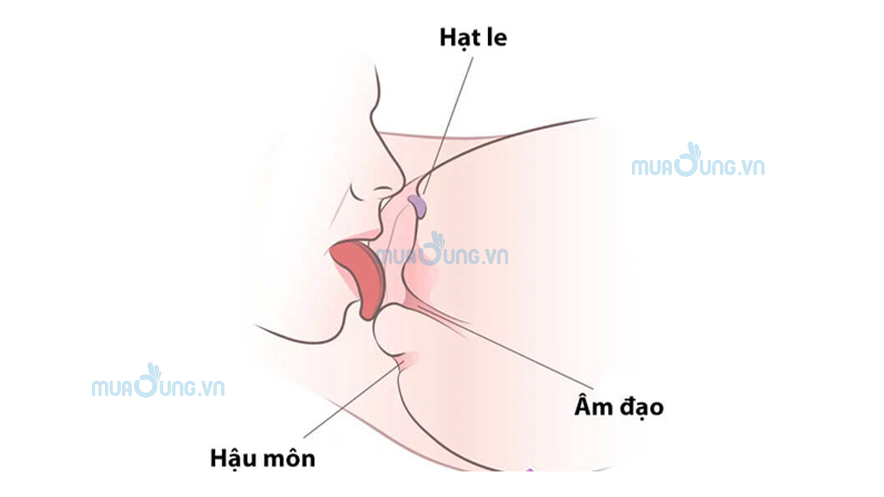 Liếm, bú hột le.