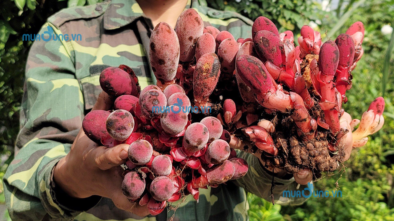 nấm ngọc cẩu 