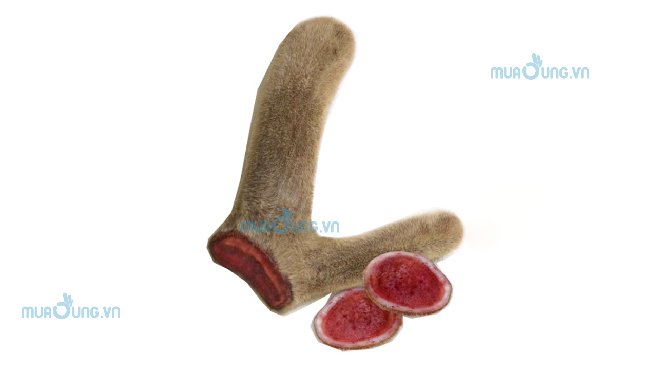 TÁC DỤNG NHUNG HƯU