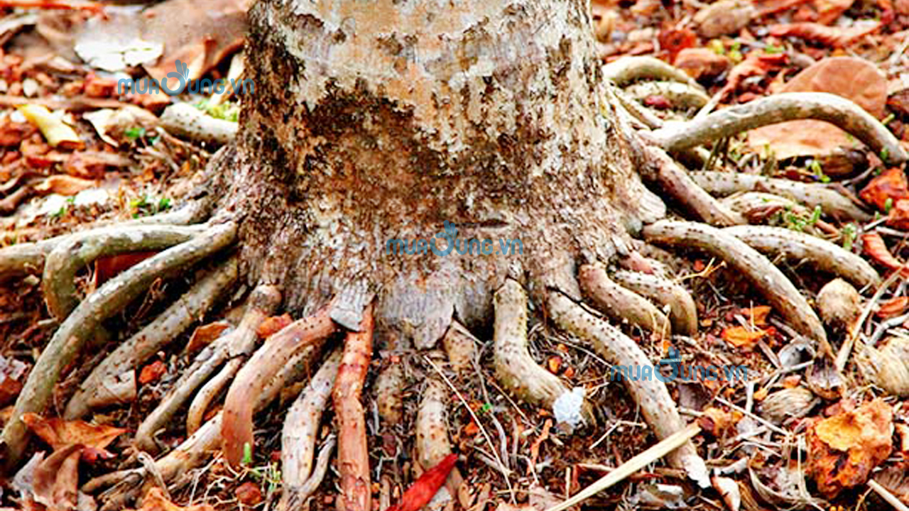 rễ cau