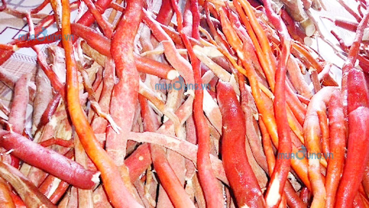sâm cau rừng