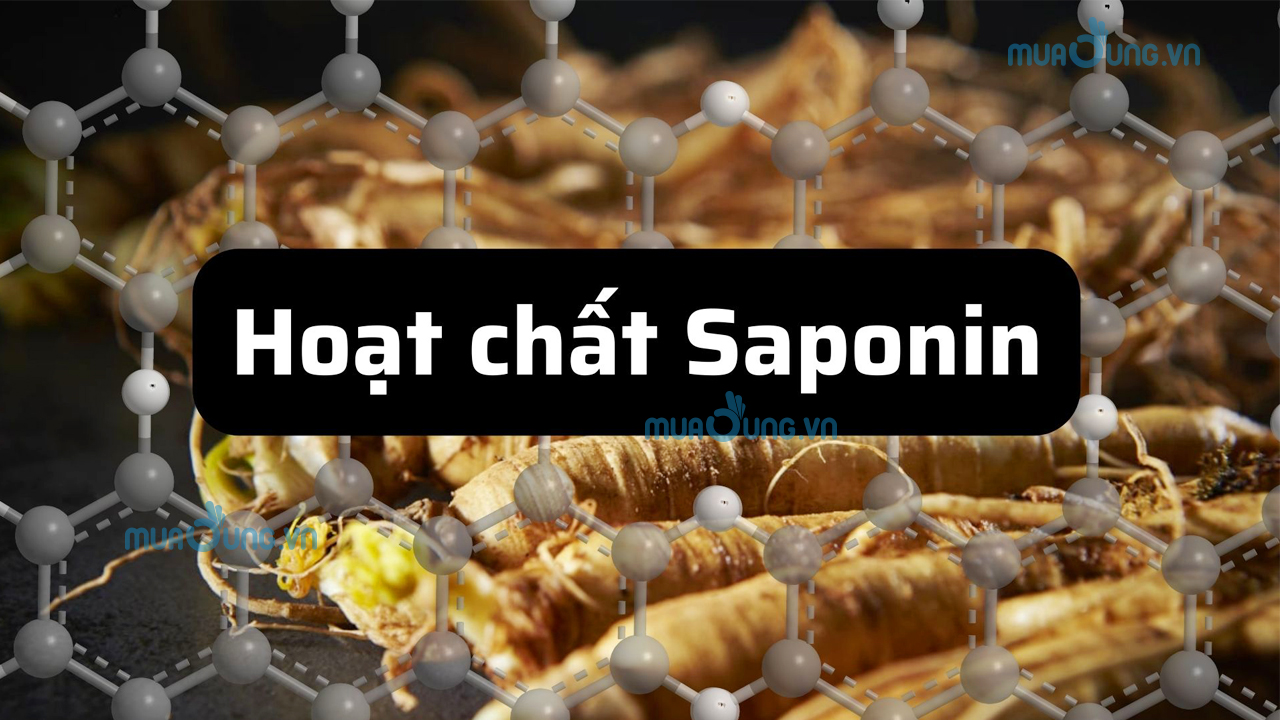 Saponin là gì