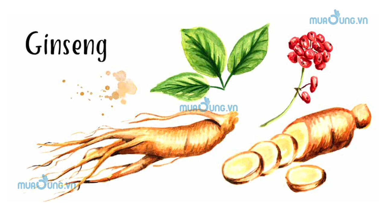 tác dụng nhân sâm