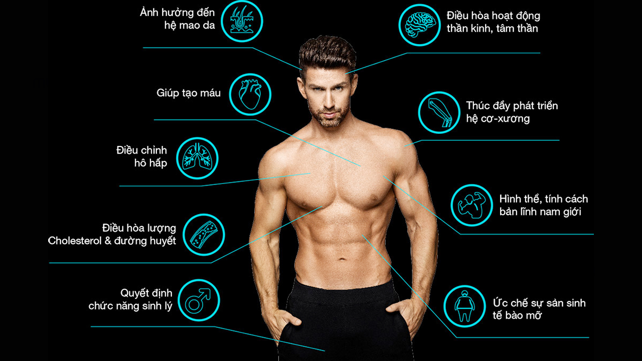 VAI TRÒ CỦA TESTOSTERONE