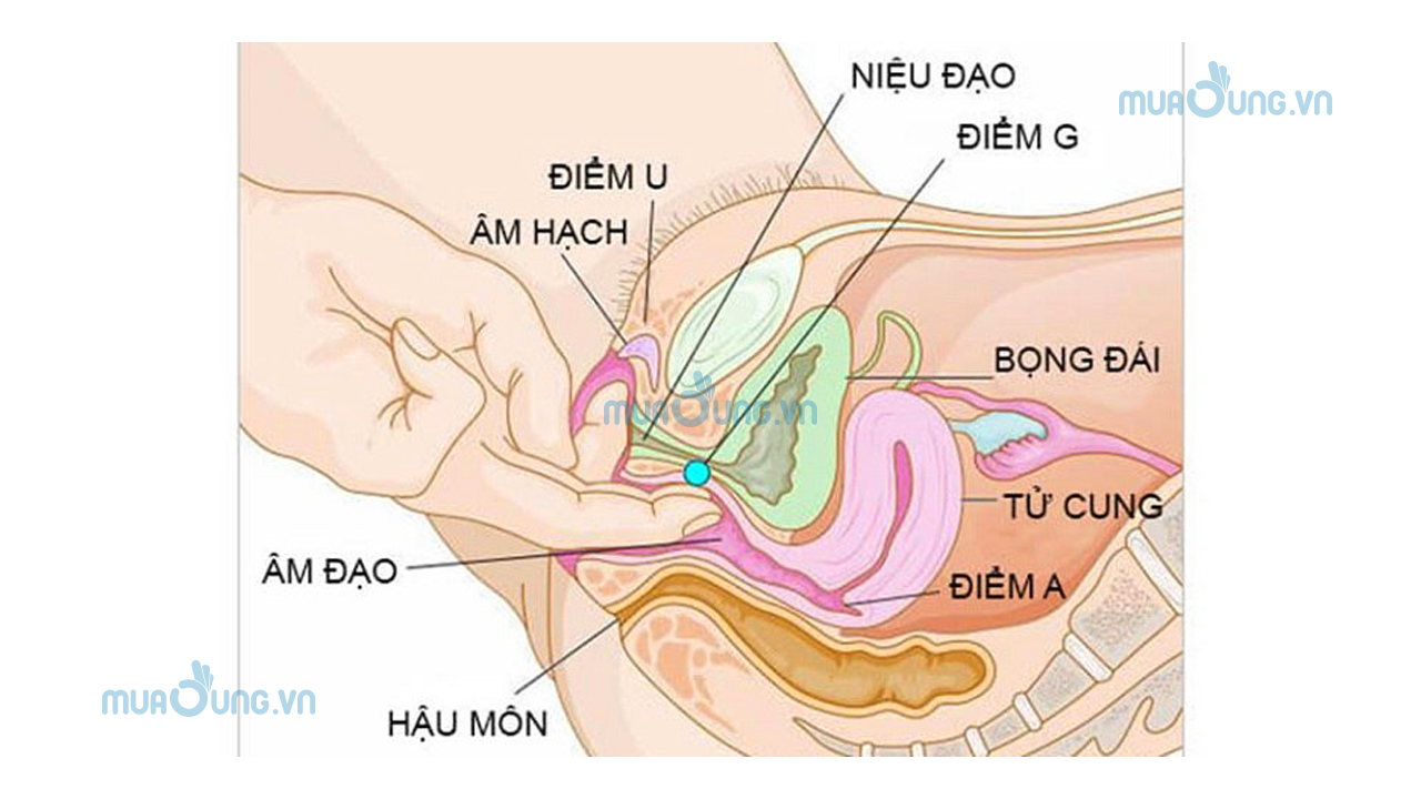Hột le có phải điểm G không