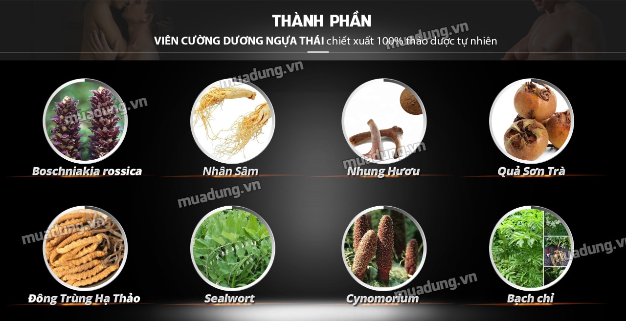 Thành phần chính của thuốc cường dương ngựa thái