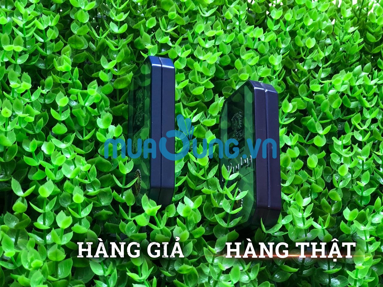 Thật giả thuốc cường dương ngựa thái