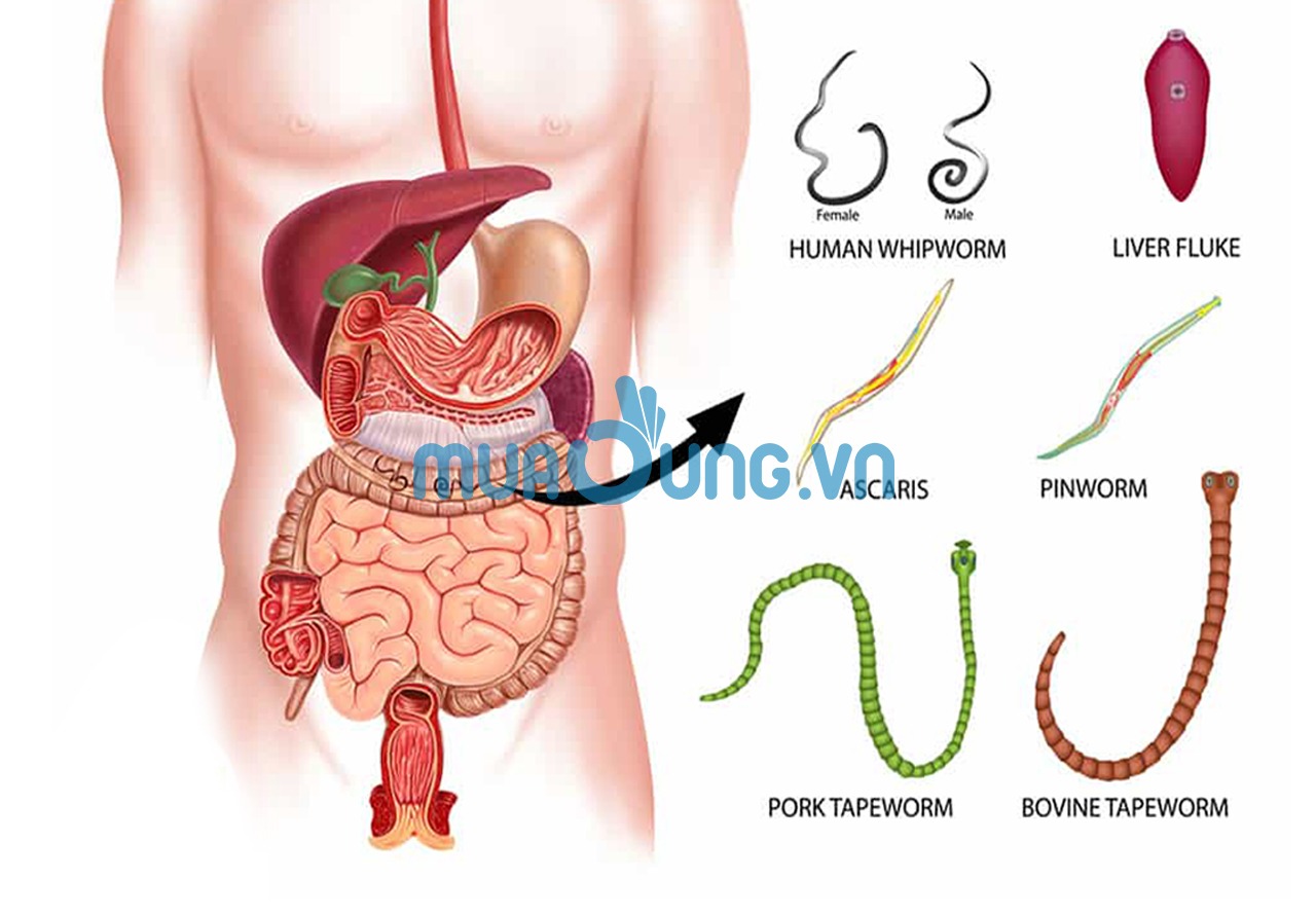 DIỆT KÝ SINH TRÙNG