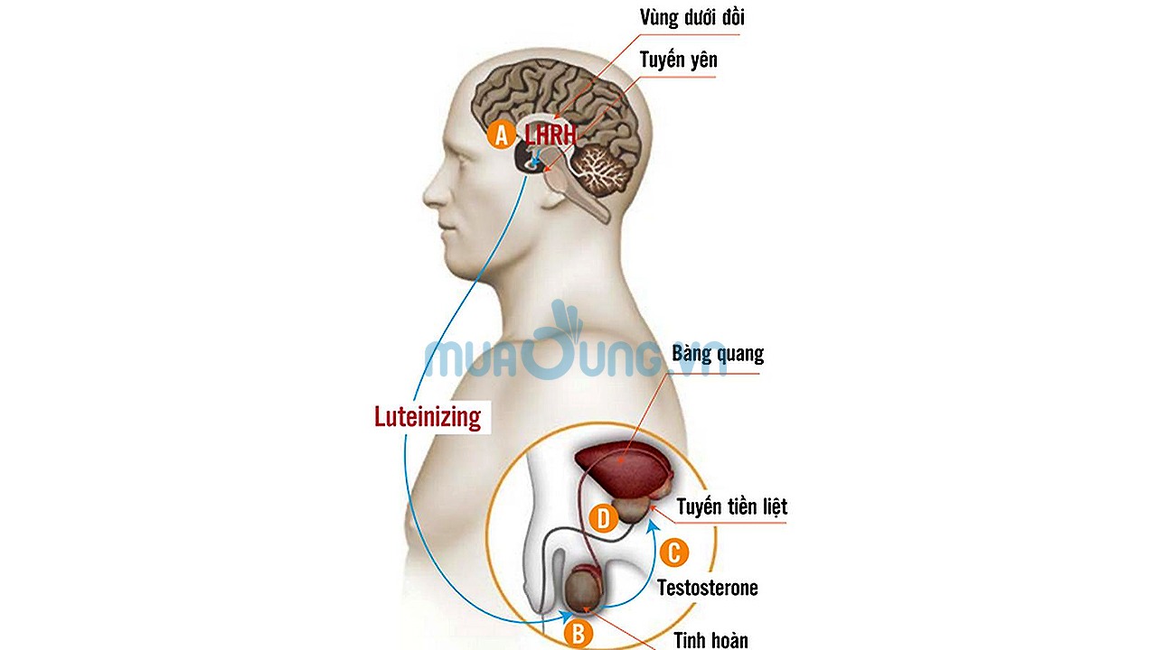 VAI TRÒ QUYẾT ĐỊNH CỦA LUTEINIZING TRONG SẢN XUẤT TESTOSTERONE