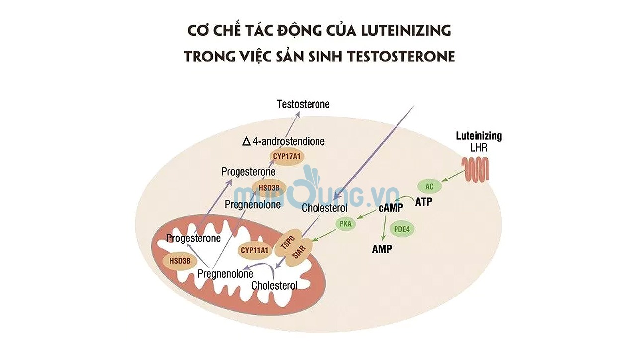 CHỨC NĂNG CỦA LUTEINIZING