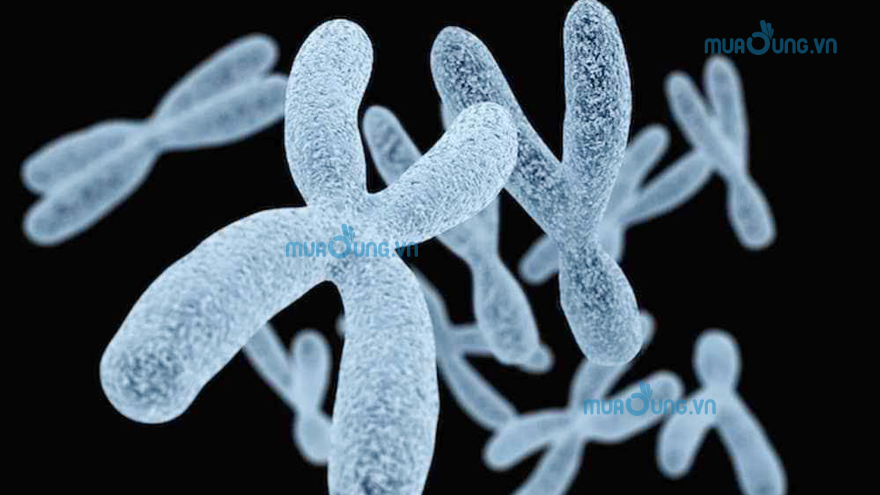 cấu trúc và hội chứng đứt gãy nhiễm sắc thể X