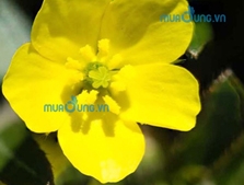 Bạch tật lê thần dược cho sinh lý nam